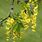 Laburnum Alpinum