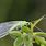 Lacewing Images