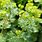 Lady's Mantle Plant Seeds