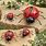 Ladybug Garden Decor