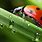 Ladybug Side View