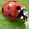 Ladybug in India