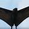 Large Bats in Australia