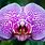 Large Orchid
