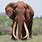 Largest Bull Elephant