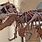Largest Dinosaur Skeleton