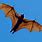 Largest Flying Fox