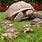 Largest Sulcata Tortoise