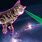 Laser Beam Cat