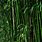 Lathi Bamboo