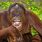 Laughing Orangutan