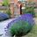 Lavandula Angustifolia Hidcote