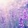 Lavender Flower Aesthetic Wallpaper
