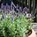 Lavender Plants in Containers