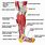 Leg Muscle Anatomy Chart