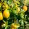 Lemon Lime Fruit Tree