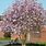 Leonard Messel Magnolia Tree