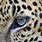 Leopard Eye Close Up 4K