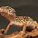 Leopard Gecko