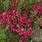 Leptospermum Scoparium Burgundy Queen