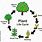 Life Cycle of a Tree for Kids