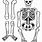 Life-Size Printable Skeleton