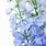 Light Blue Delphinium Flower