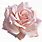 Light Pink Roses Transparent