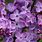 Lilac Background Image