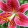Lilium Oriental Lily