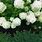 Limelight Hydrangea Varieties
