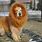 Lion Dog Hybrid