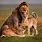 Lion Families