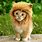 Lion Mane for Cat