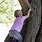 Little Girl Climbing On Tree