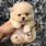 Little Teddy Bear Puppy