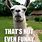 Llama Funny Animal Memes