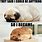 Loaf Pug Meme