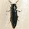 Long Black Beetle Bug