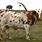 Longhorn Cattle Female