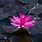 Lotus Flower HD Background