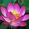 Lotus Flower in India