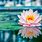 Lotus Flower in Water