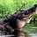 Louisiana Swamp Gator
