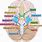 Lower Cranial Nerves