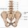 Lumbar Bone Anatomy