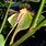 Luna Moth Host Plants