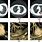 Lung Nodule Types