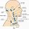 Lymph Node in Neck Map