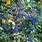 Mahonia Aquifolium Winter